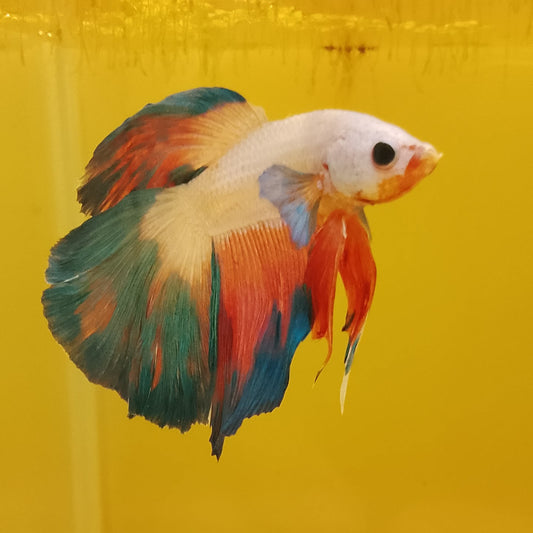 FLAMENGO Copper Base - Male