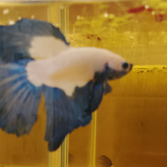 HALFMOON BLUE RIM - Pair