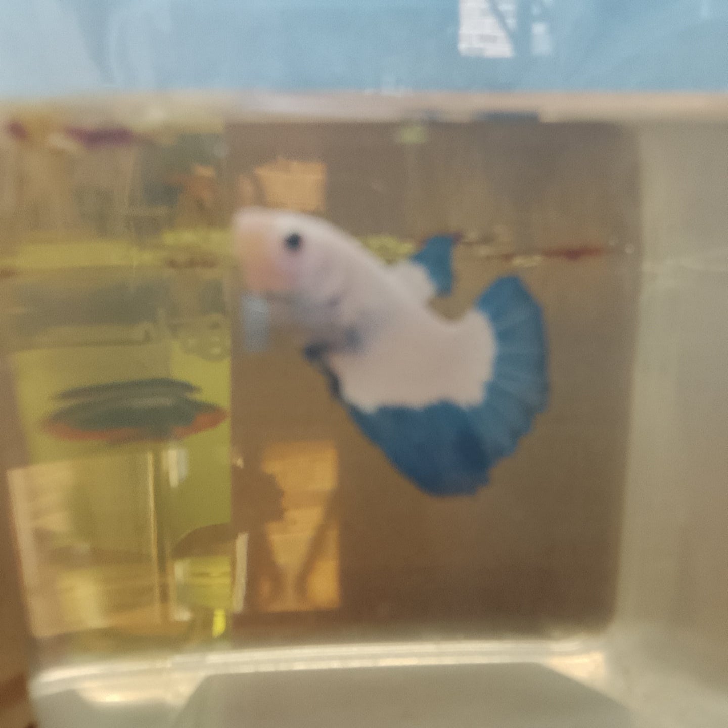 Blue Rim Female