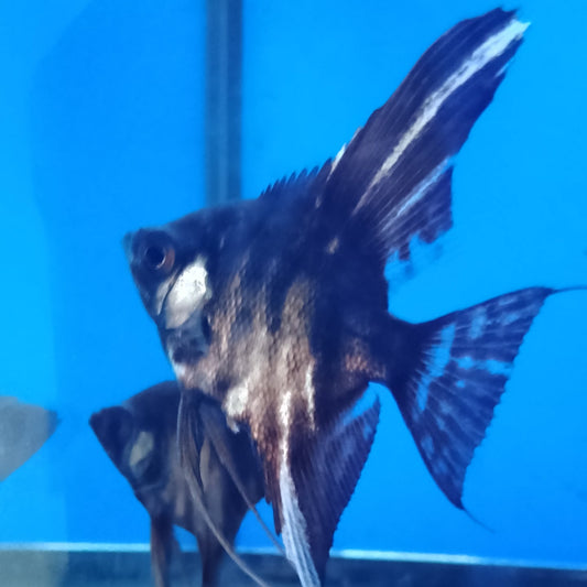 Angelfish Black