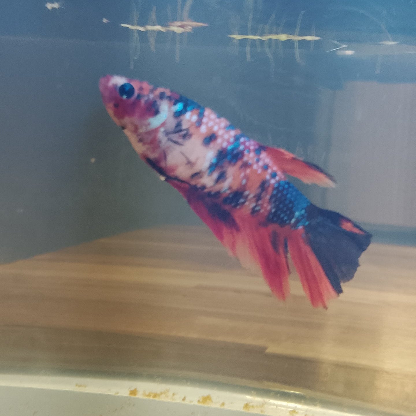 Betta HM Copper Base Varia - Femelle