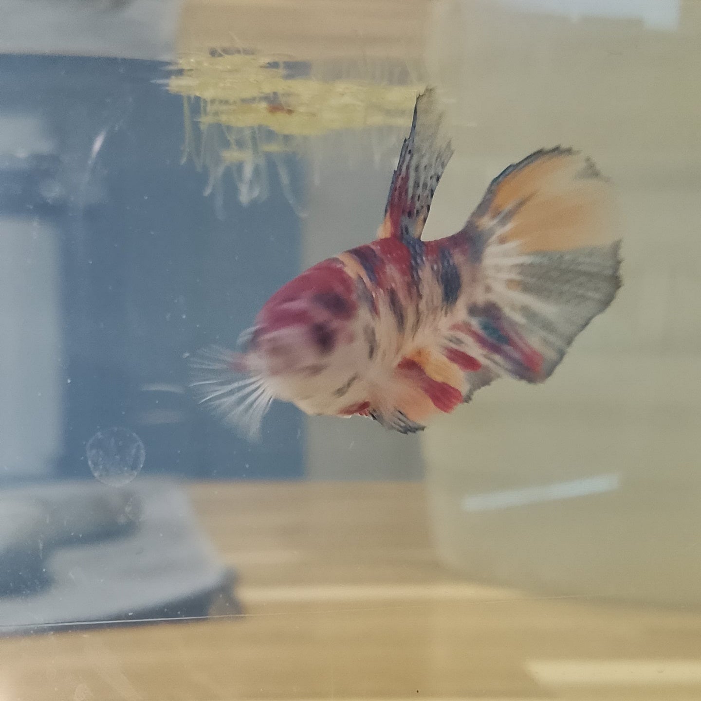 Betta HM Copper Base Varia - Femelle