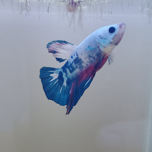 OHMPK Candy White Male