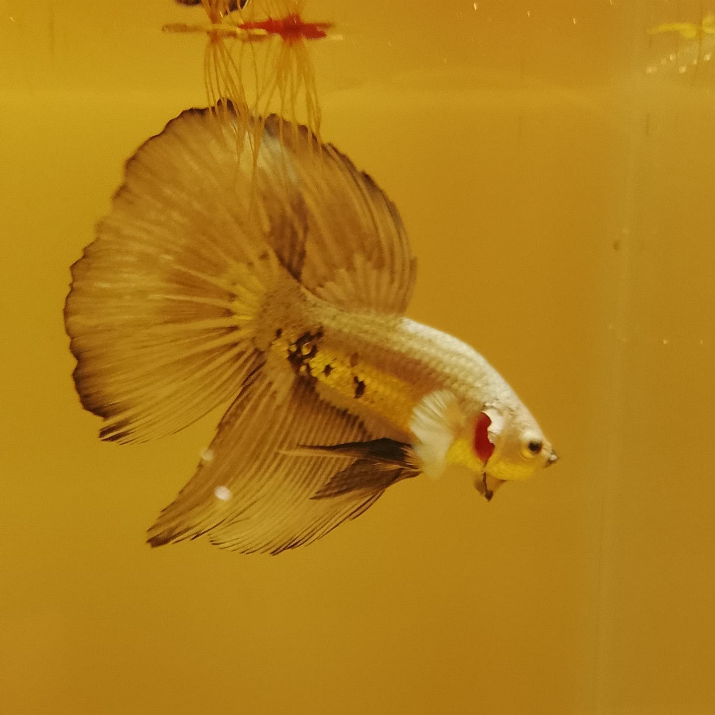HM Snow Mamba - Male