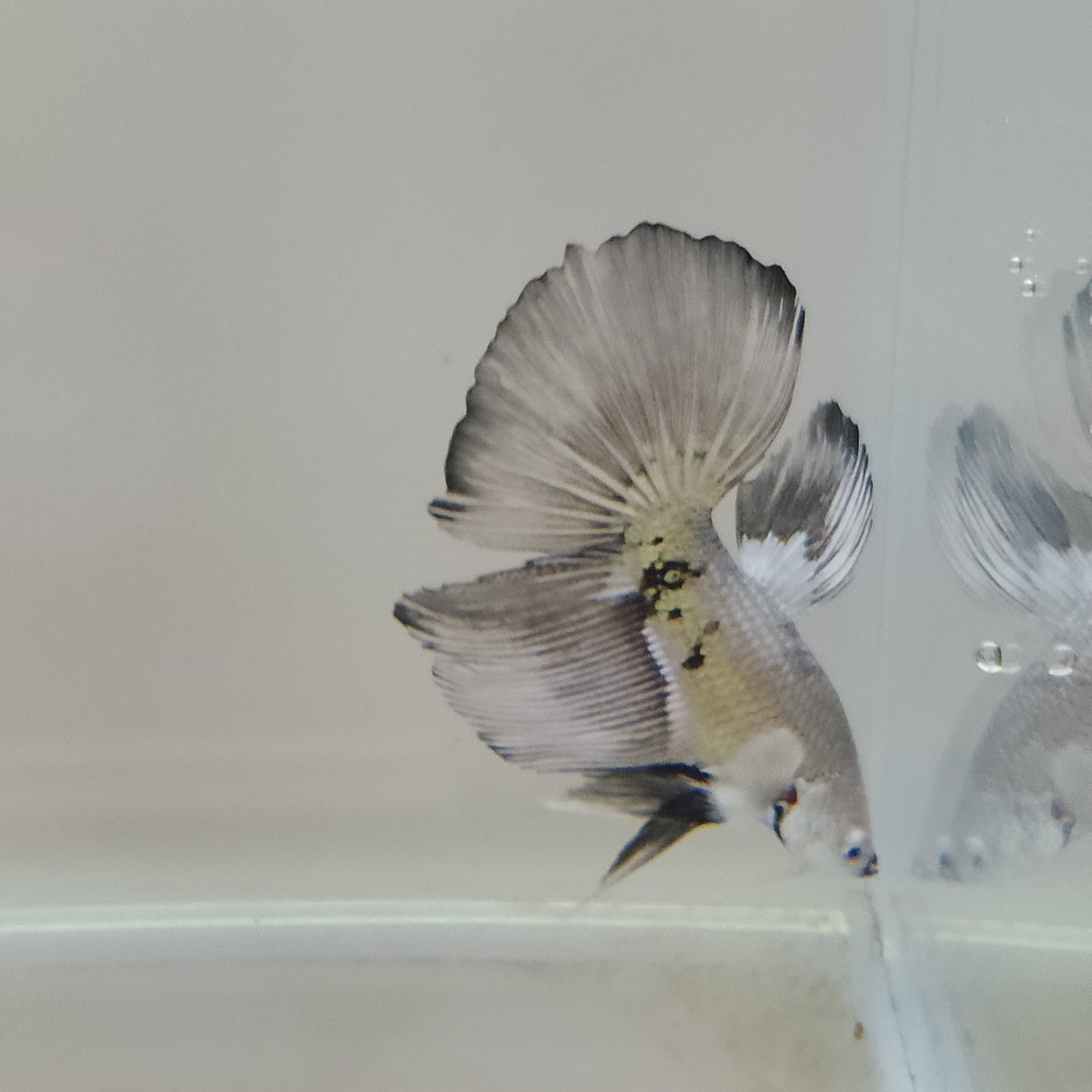 HM Snow Mamba - Male