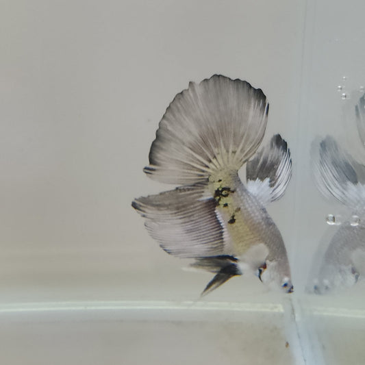 HM Snow Mamba - Male