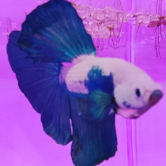 HALFMOON BLUE RIM - Male