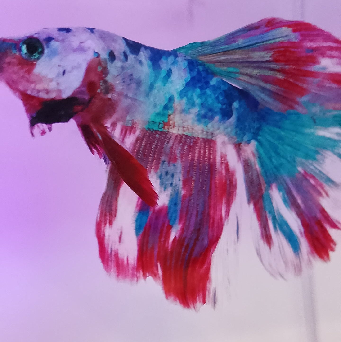 HALFMOON CANDY COPPER BASE - Male