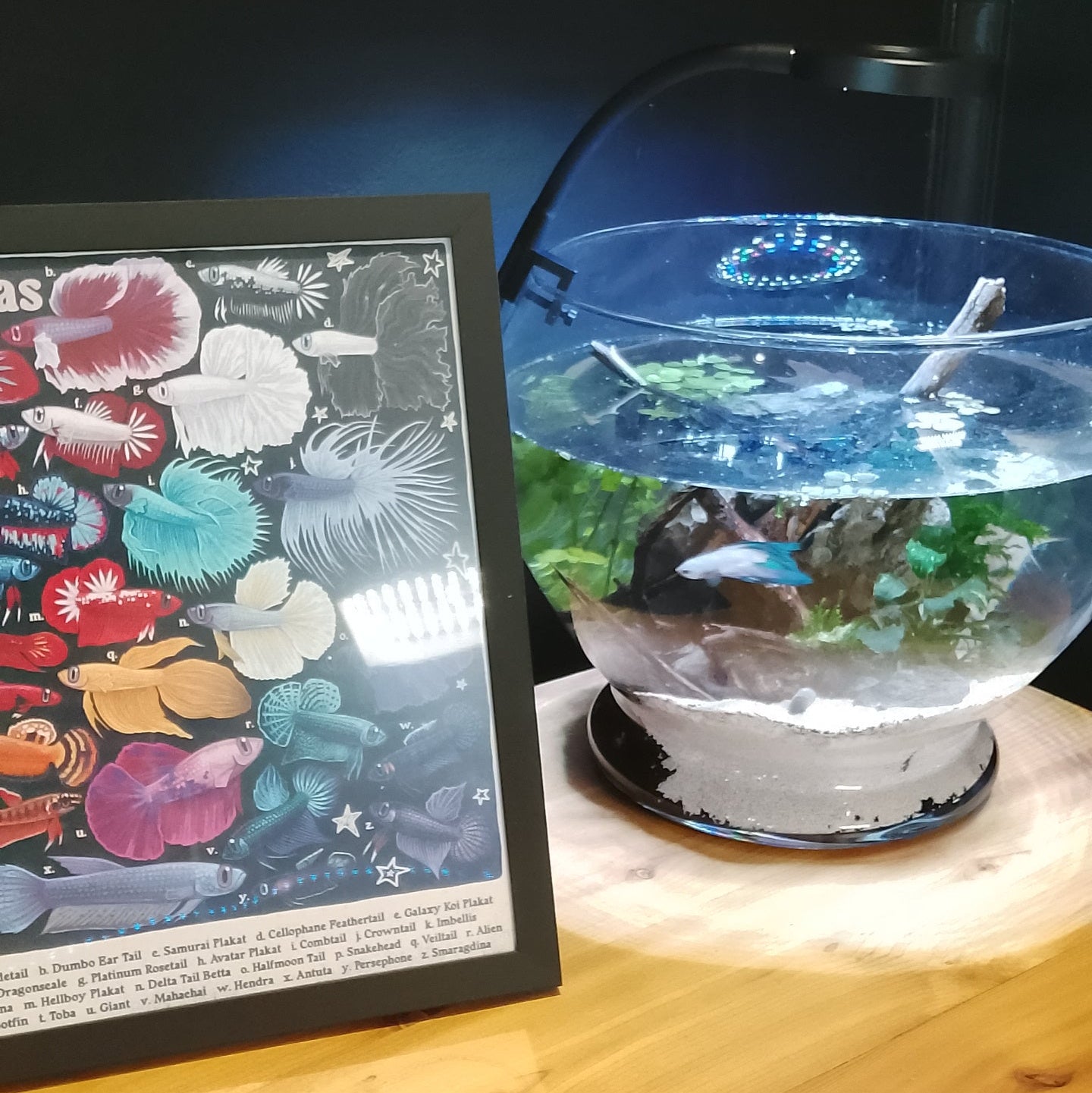 Betta Bowl Complete - 10x10