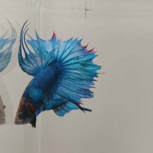 Blue Crowntail Betta - Male