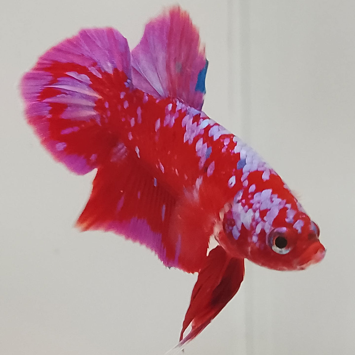 Galaxy RPG Betta - Male – Boutique AquaNova