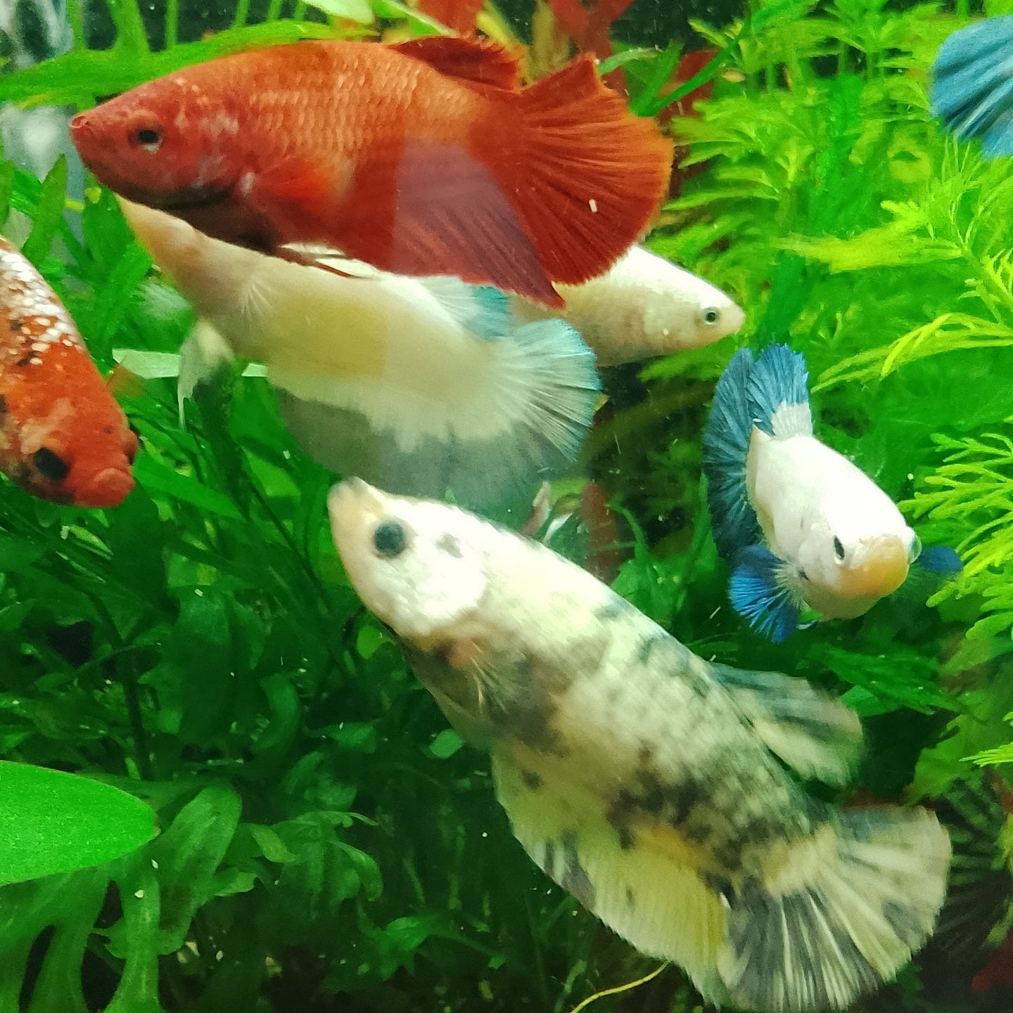 Assortiment de femelles betta