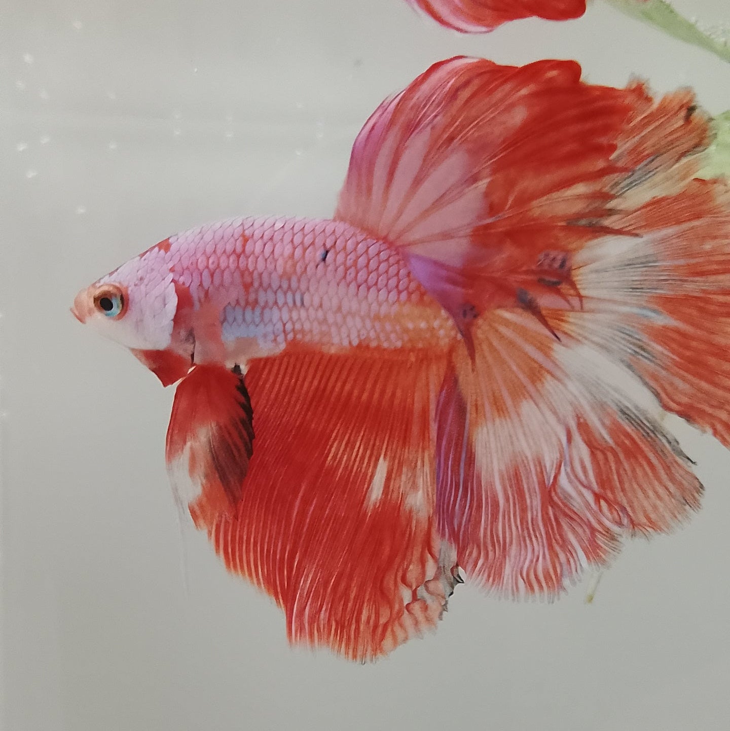 Halfmoon Betta Pink - Male