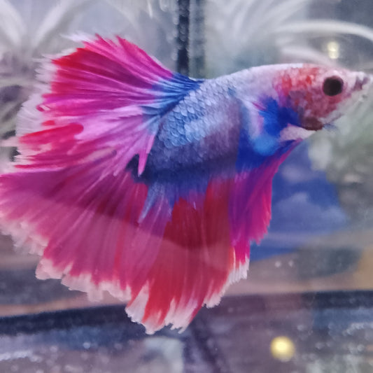 Betta Rosetail - Male