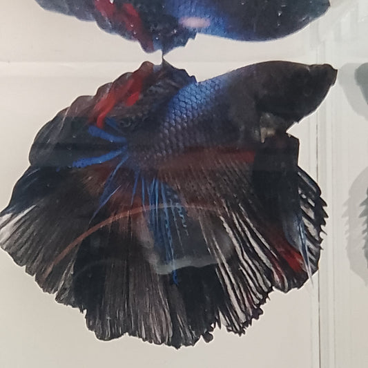 Betta Halfmoon Thai - Male