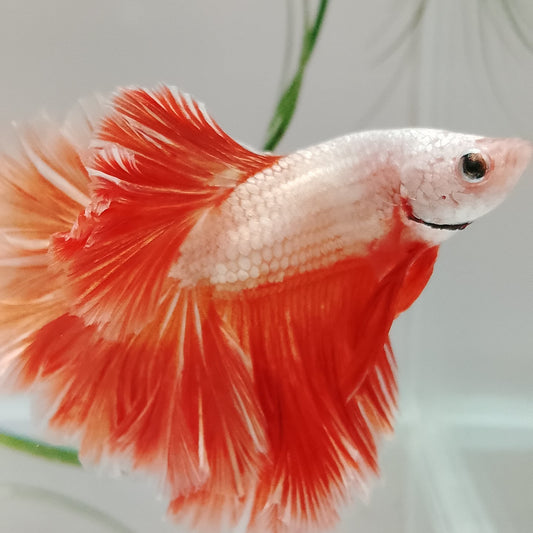 Betta Halfmoon Thai - Male