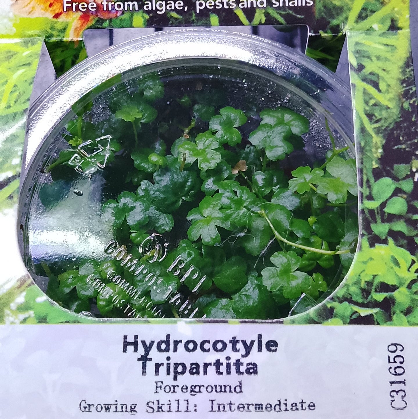 Plant Tissue Culture - Hydrocotyle Tripartita