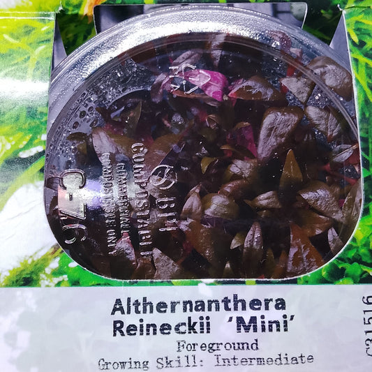 Plant Tissue Culture - Althernanthera Reineckii "mini"