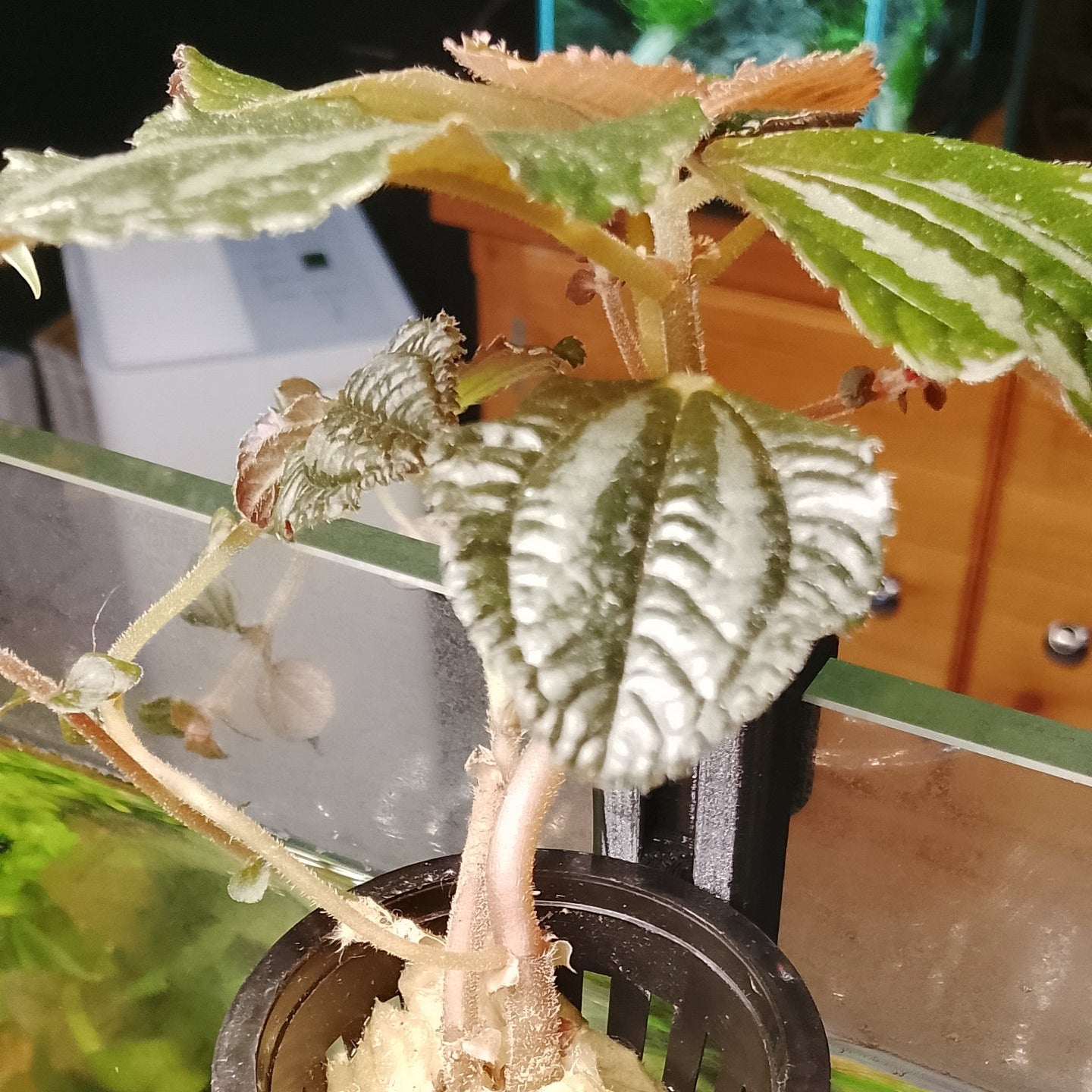 Plante terrestre aquaponique