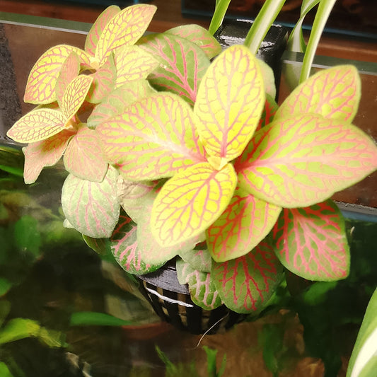 Plante terrestre aquaponique