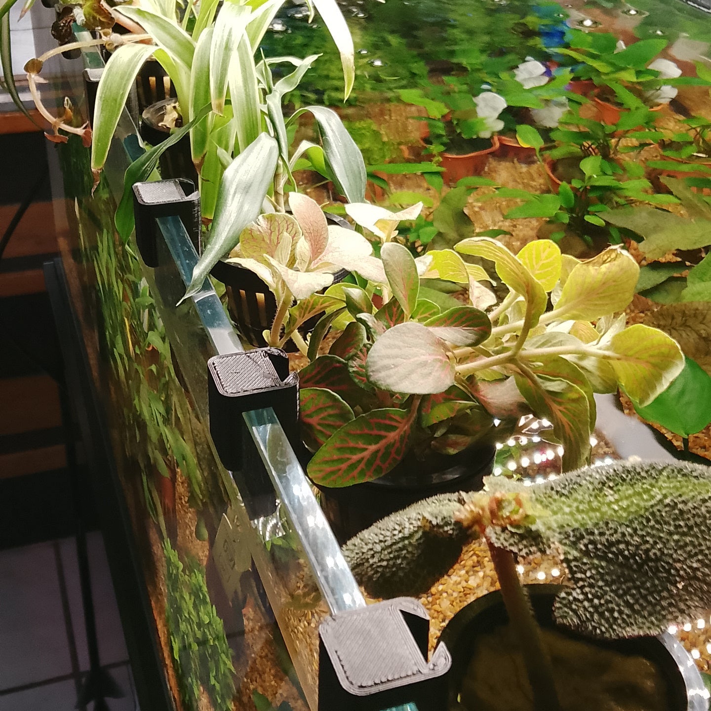 Plante terrestre aquaponique