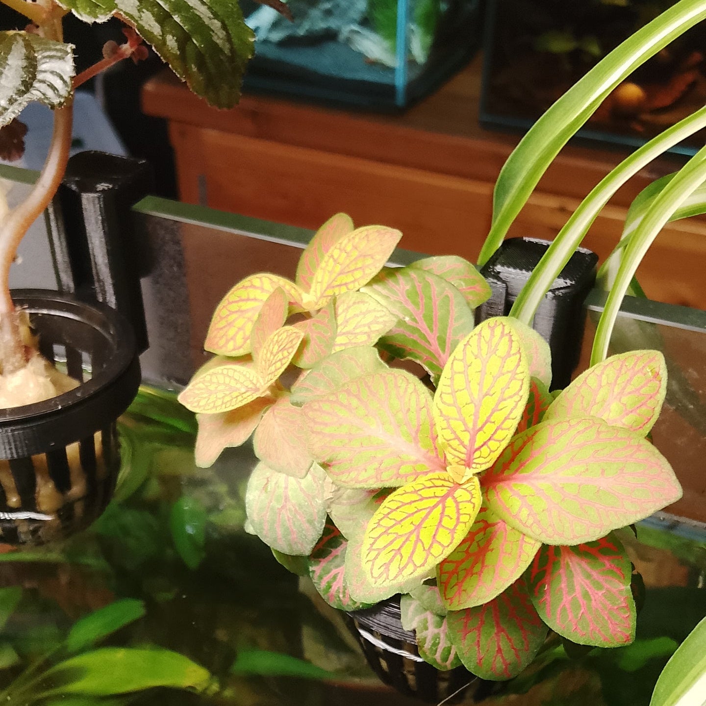 Plante terrestre aquaponique