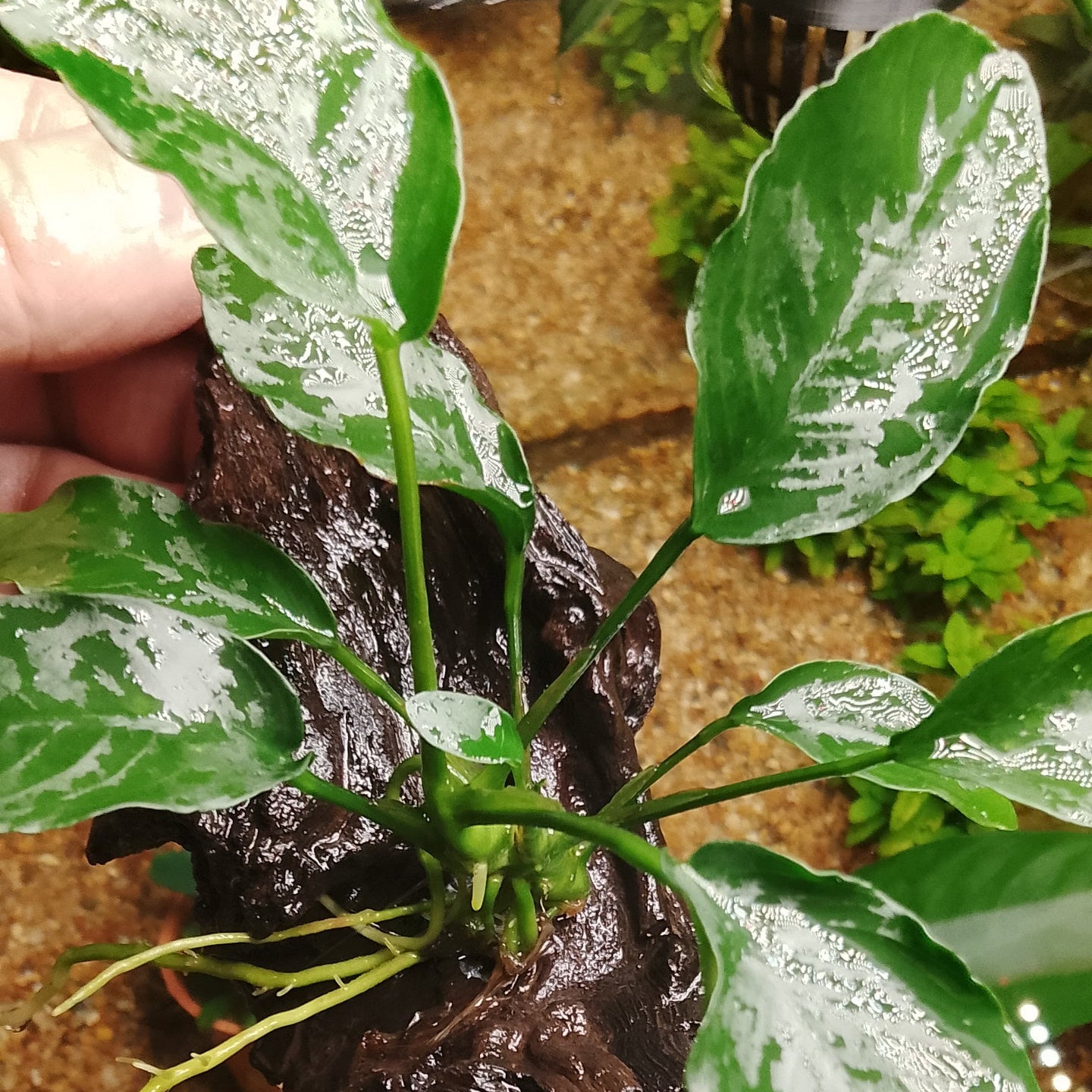 Anubias sur petit bois de Kapas
