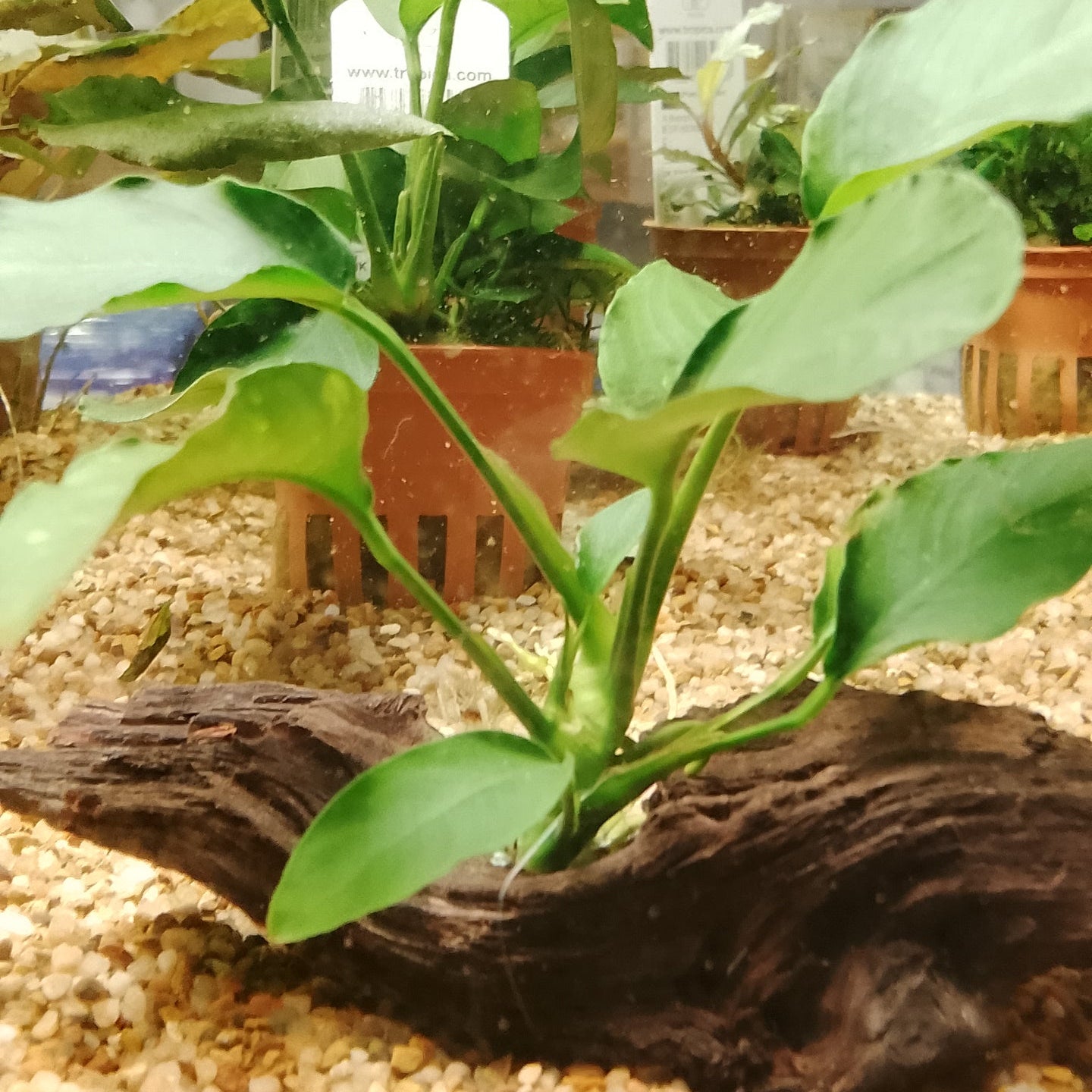 Anubias sur petit bois de Kapas