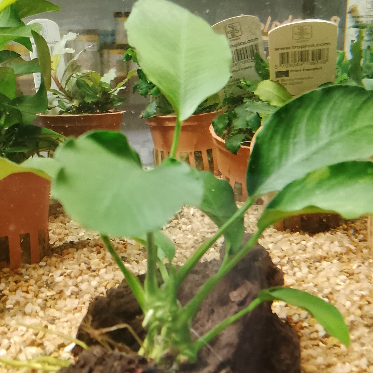 Anubias sur petit bois de Kapas