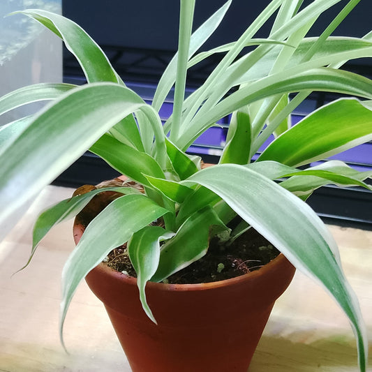 Plante tropicale assorti - Pot en terre cuite