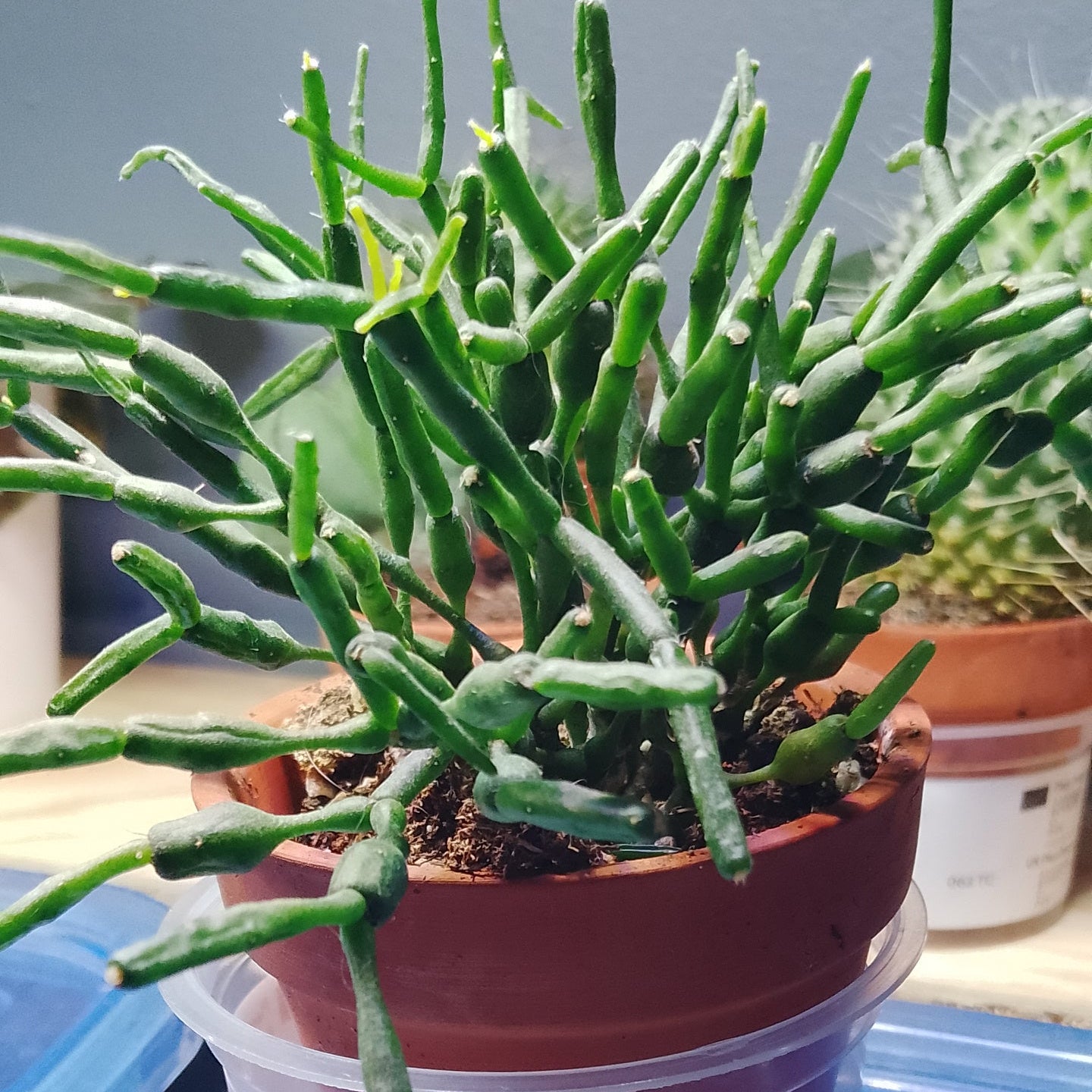 Plante tropicale assorti - Pot en terre cuite