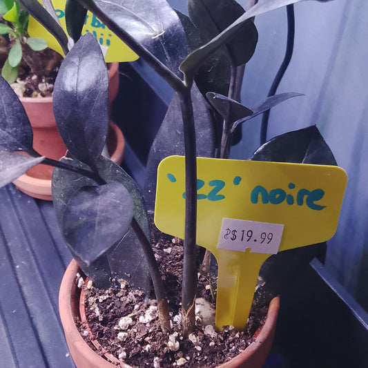 Plante "ZZ" noire