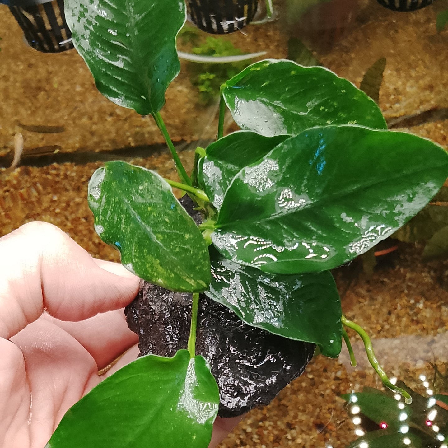 Anubias sur pierre de lave