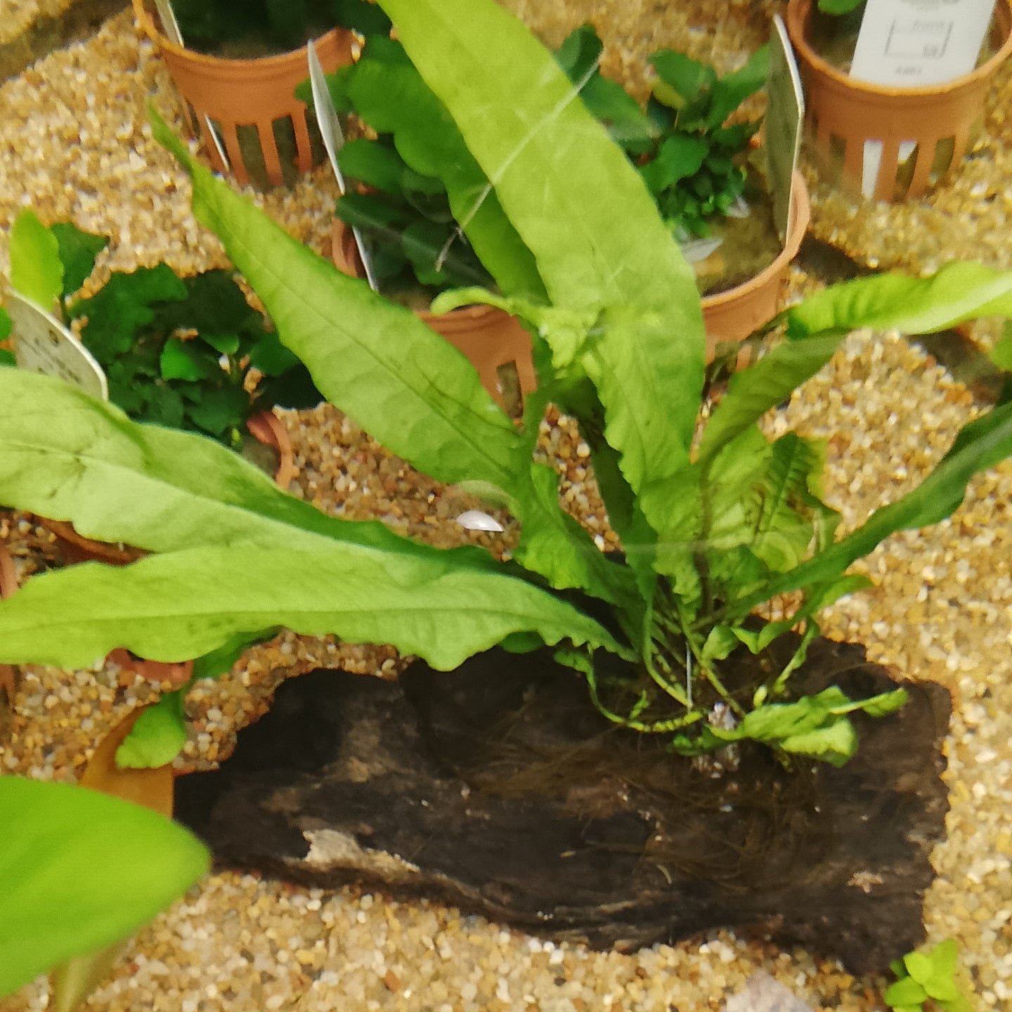 Java Fern on Small Kapas Wood