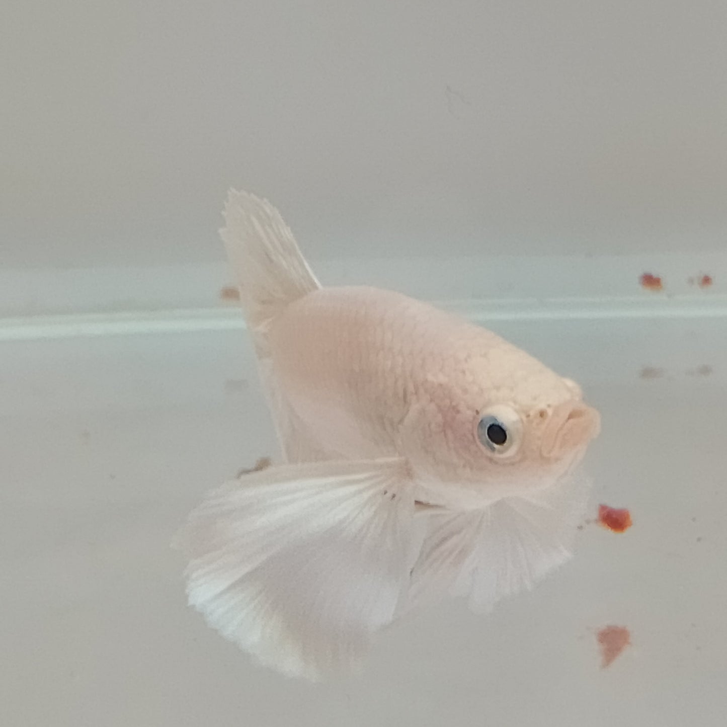 Dumbo Betta Standard