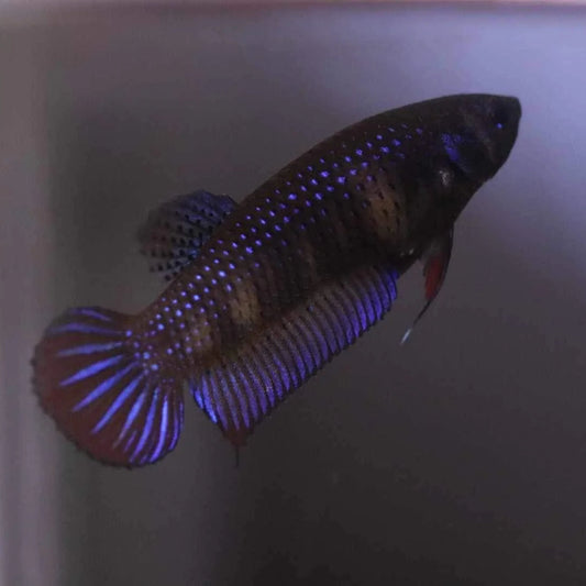 Wild Betta Imbellis Blue - pair