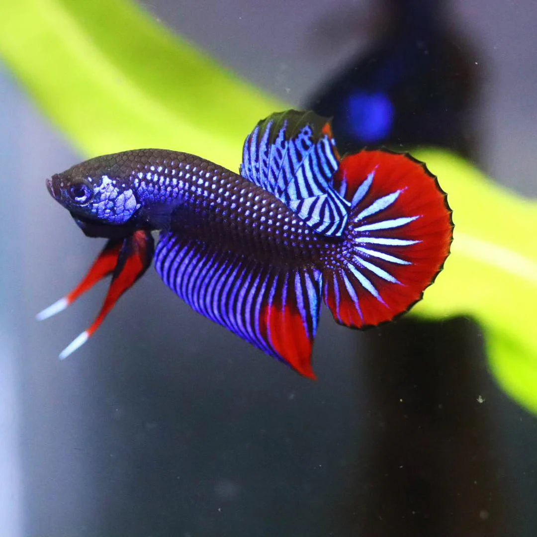 Wild Betta Imbellis Blue - pair