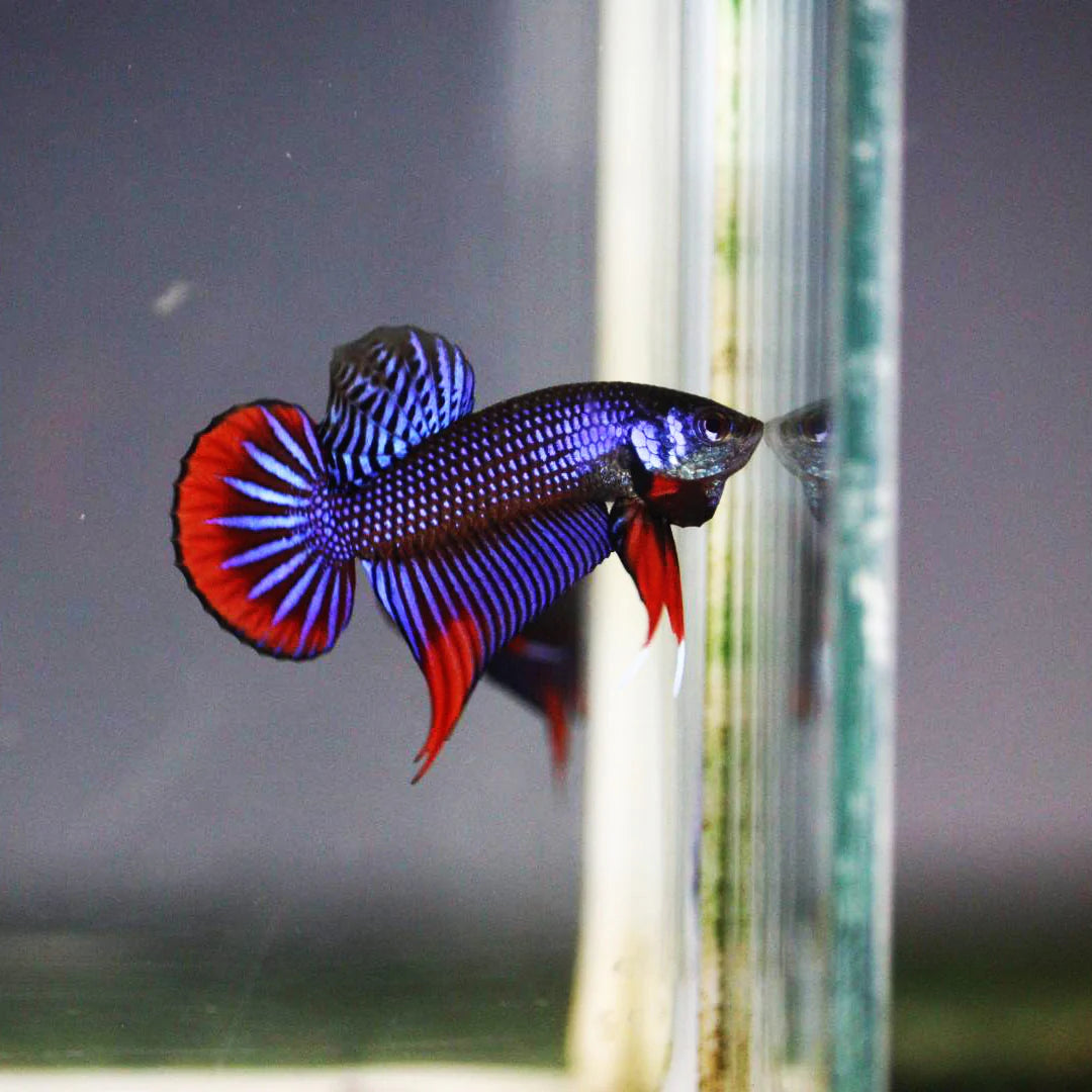 Wild Betta Imbellis Blue - pair