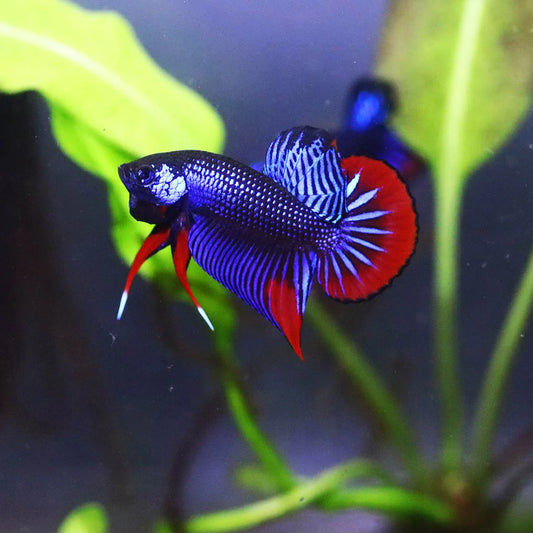Wild Betta Imbellis Blue - pair
