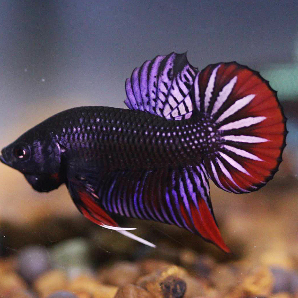 Wild Betta Imbellis Copper Red Hybrid Male - High Quality