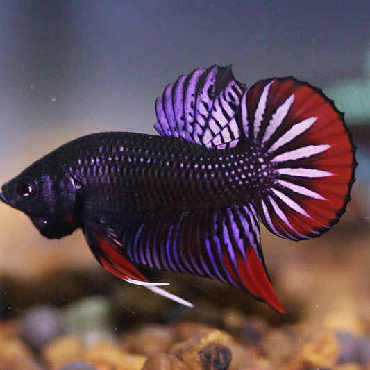 Wild Betta Imbellis Copper Red Hybrid Male - High Quality