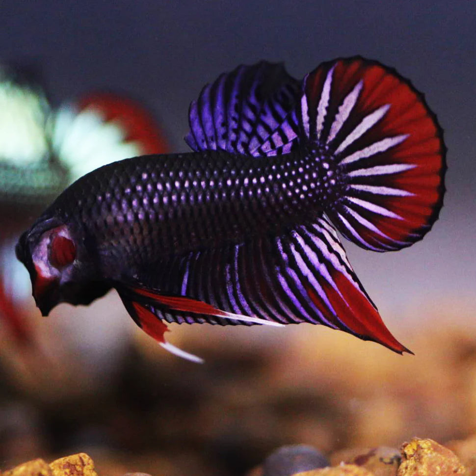 Wild Betta Imbellis Copper Red Hybrid Male - High Quality
