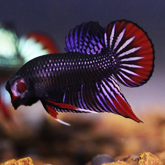 Wild Betta Imbellis Copper Red Hybrid Male - High Quality