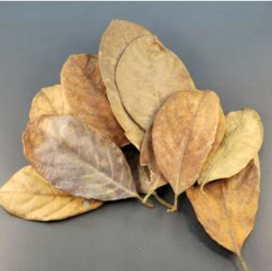 Jackfruit Leaves