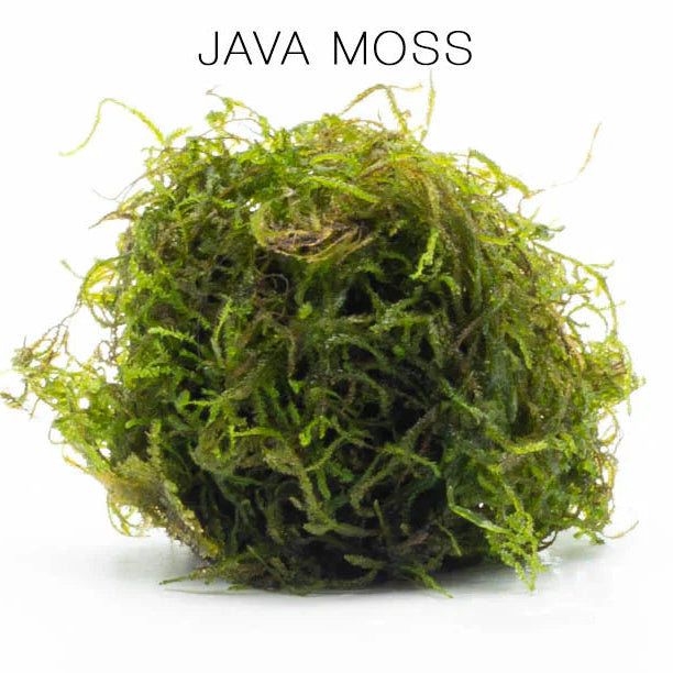 Java Moss