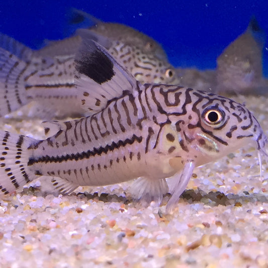 Julii CoryDoras