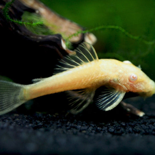 Albino Bristlenose Pleco L144