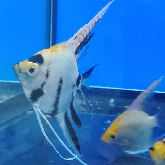 Koi Angelfish