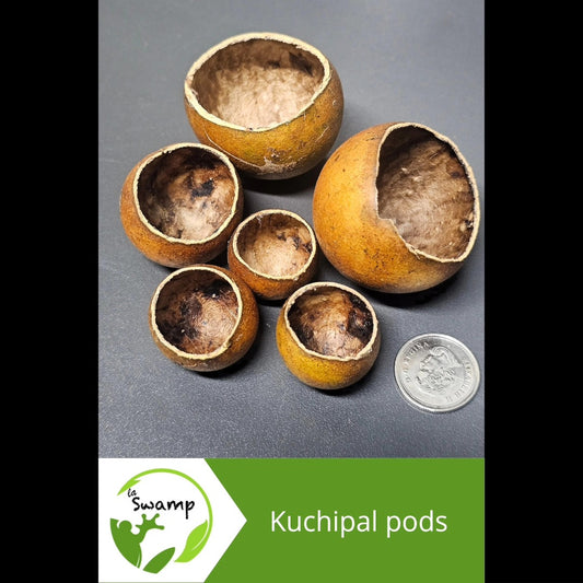 Kuchipal Pods