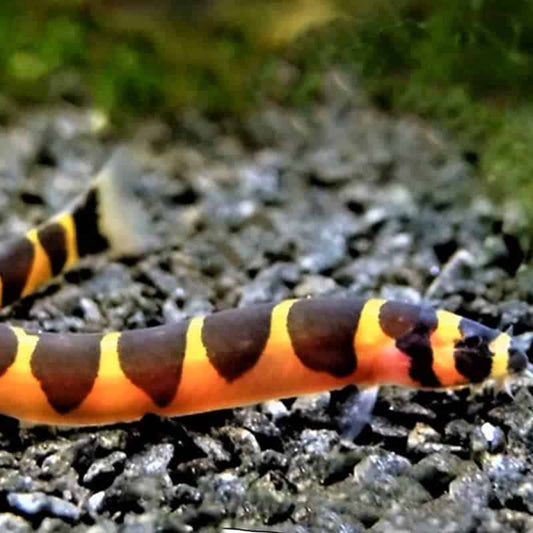 Kuhli Loach